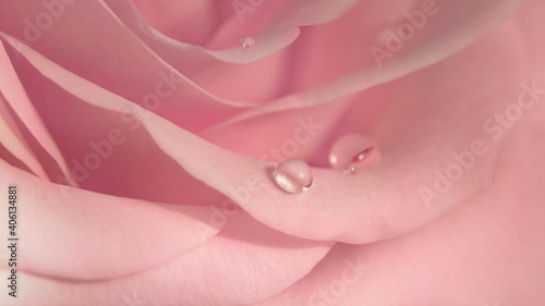 Floral background of pink rose bud in blur, 16:9