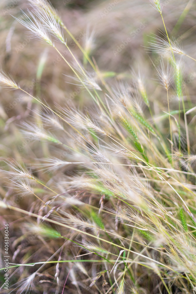 grass in the wind grass in the wind