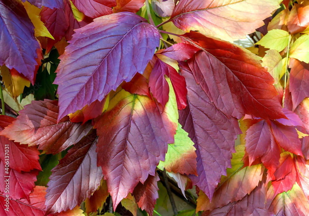 Background of leaves of maiden (Ural) grapes in autumn Background of leaves of maiden (Ural) grapes in autumn