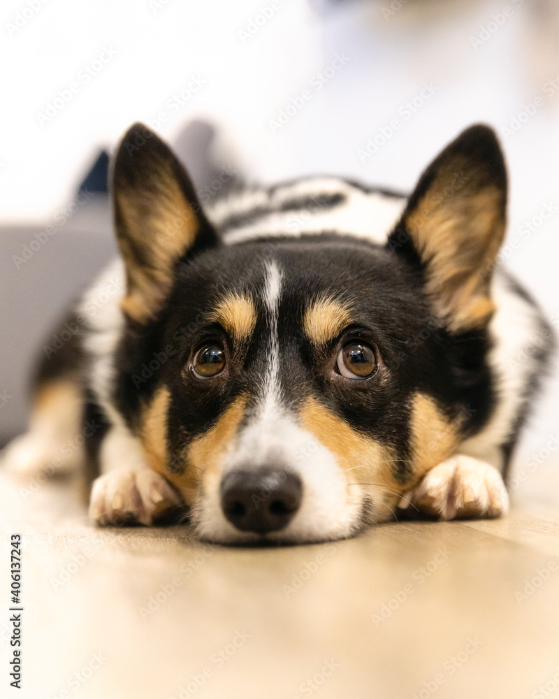 Cute black headed tri color Pembroke Welsh Corgi laying on the floor looking up with puppy dog eyes