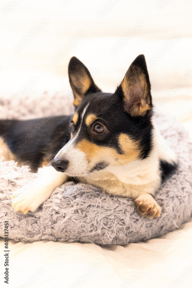Cute black headed tri color Pembroke Welsh Corgi laying in a fluffy bed in a bright room. 
