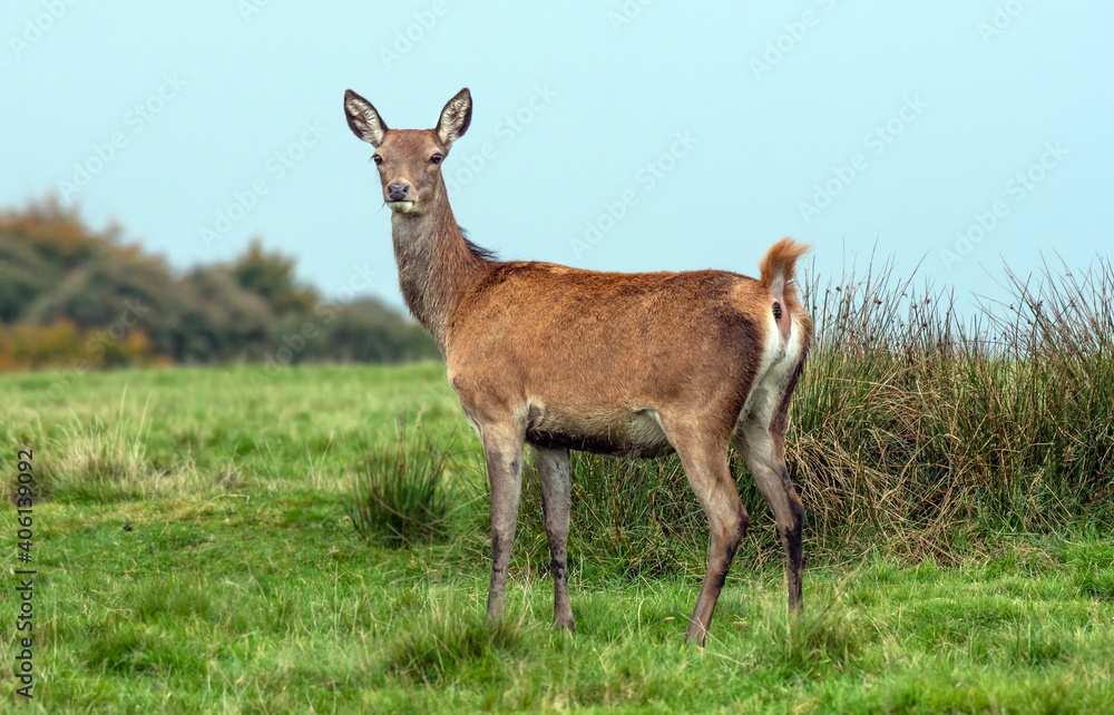 A young red deer doe profile portrait, as she is standing on the grass with a clear blue sky behind. She is staring forward A young red deer doe profile portrait, as she is standing on the grass with a clear blue sky behind. She is staring forward
