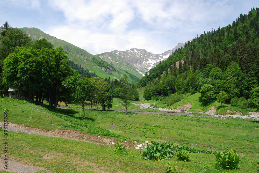Mountain landscape, green grass in the foreground. Alpine meadows in Abkhazia. In the background, a forest, rocky mountain peaks covered with snow.