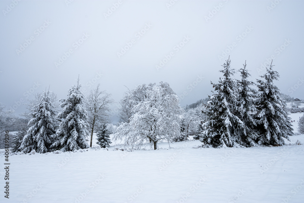 Naklejka premium winter landscape with trees and foggy sky