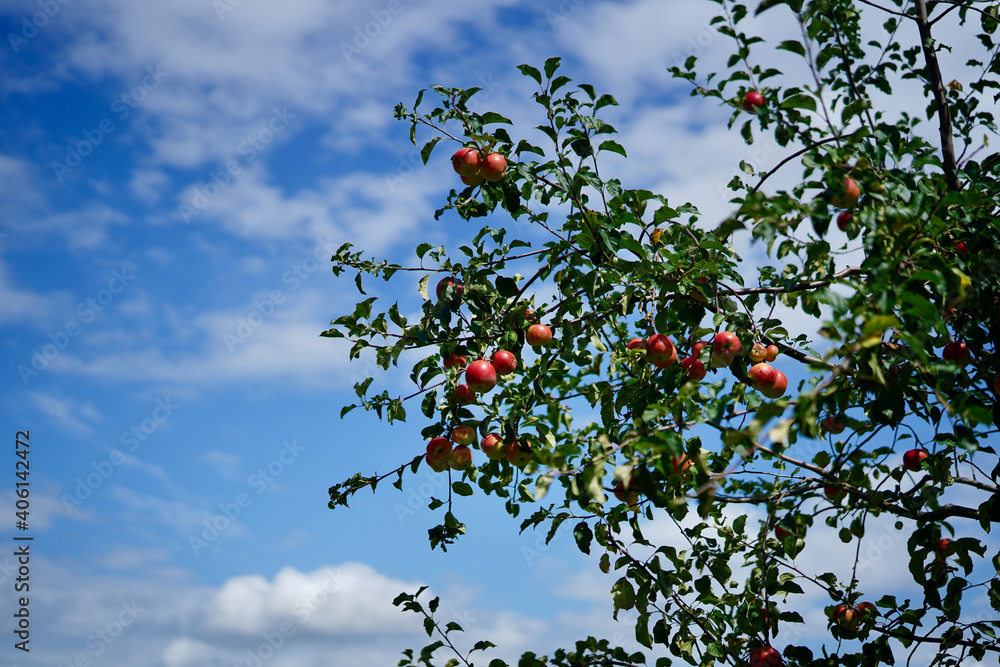 Apple tree in the sky with ripe apples on branches. Apple tree in the sky with ripe apples on branches.