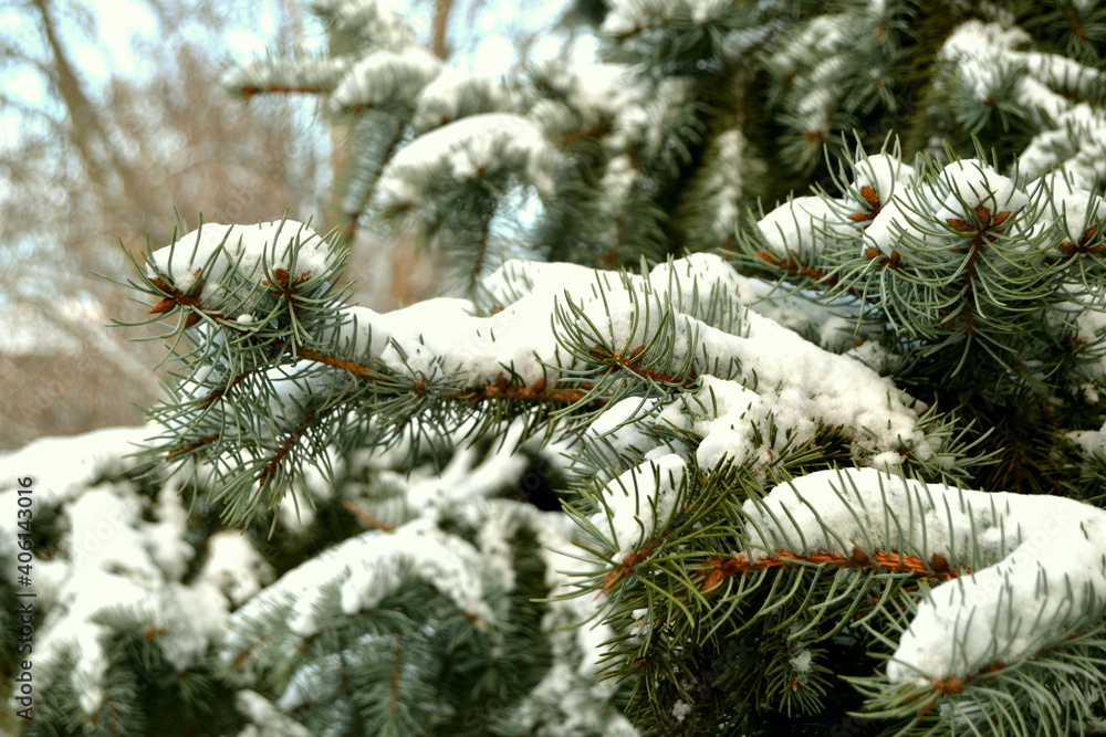Branches of pine tree with snow close up