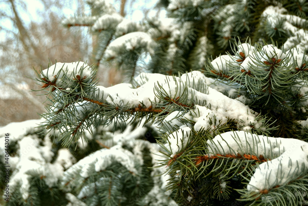 Branches of pine tree with snow close up Branches of pine tree with snow close up