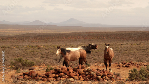 Colored winter landscape photo of wild horses in a field of Rooisand. Wild horses are protected and roam freely in the Overberg.