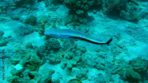Wallpaper Mural Blue Blanquillo (Malacanthus latovittatus) swim over seabed Torontodigital.ca