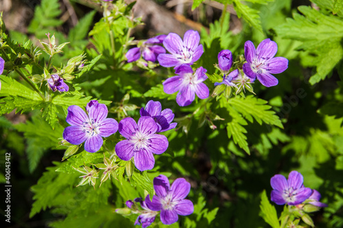 Flores del Pirineo. Andorra