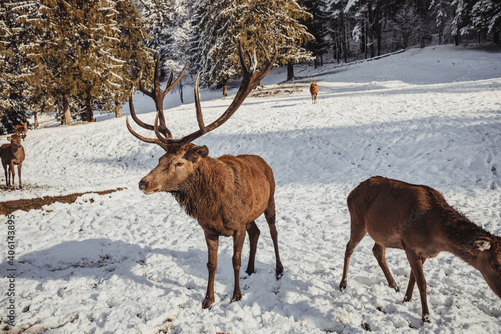 Male deer, and several deer in the wonderful winter landscape