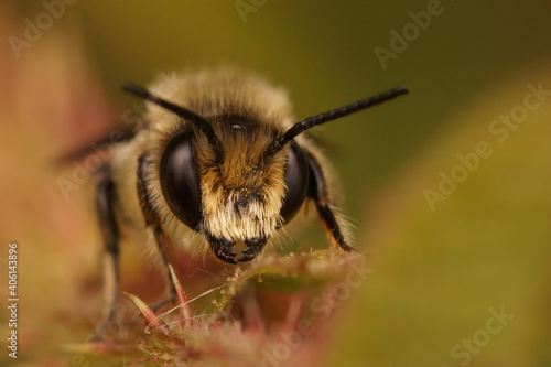 Closeup of a male Patchwork leafcutter bee, Tuinbladsnijder, Megachile centuncularis photo