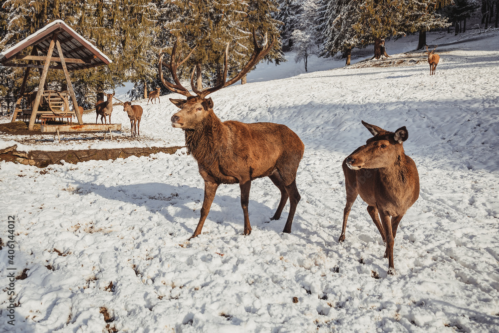 Male deer, and several deer in the wonderful winter landscape Male deer, and several deer in the wonderful winter landscape