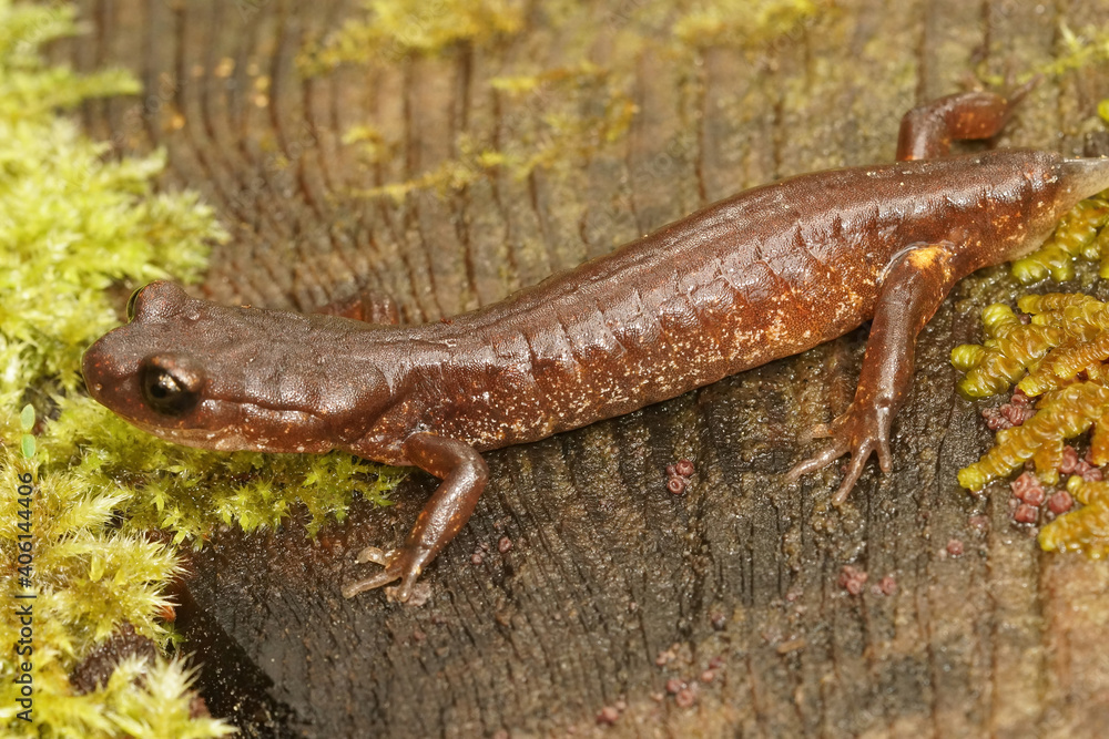 Naklejka premium A common Enstaina, Ensatina eschscholtzii oregonensis missing it's tail