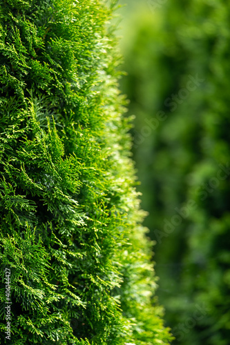 green moss on the tree close up of a bush