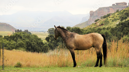 Landscape photo of wild horse on a farm. near Golden Gate. 