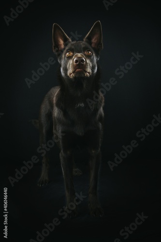 dog kelpie in black background studio
