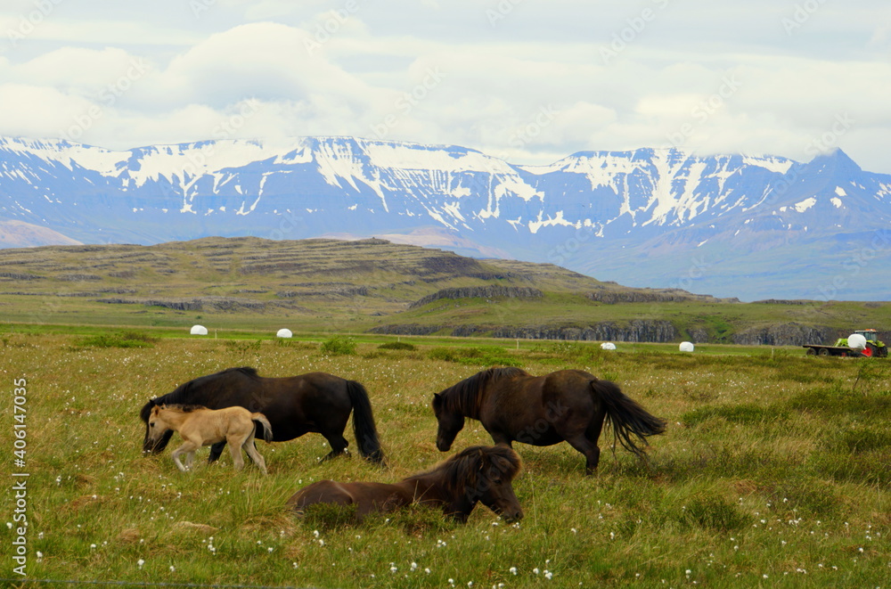 Herd of horses at a farm overlooking the snowy mountains in Iceland