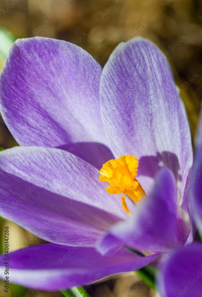 Purple crocuses in spring closeup Purple crocuses in spring closeup