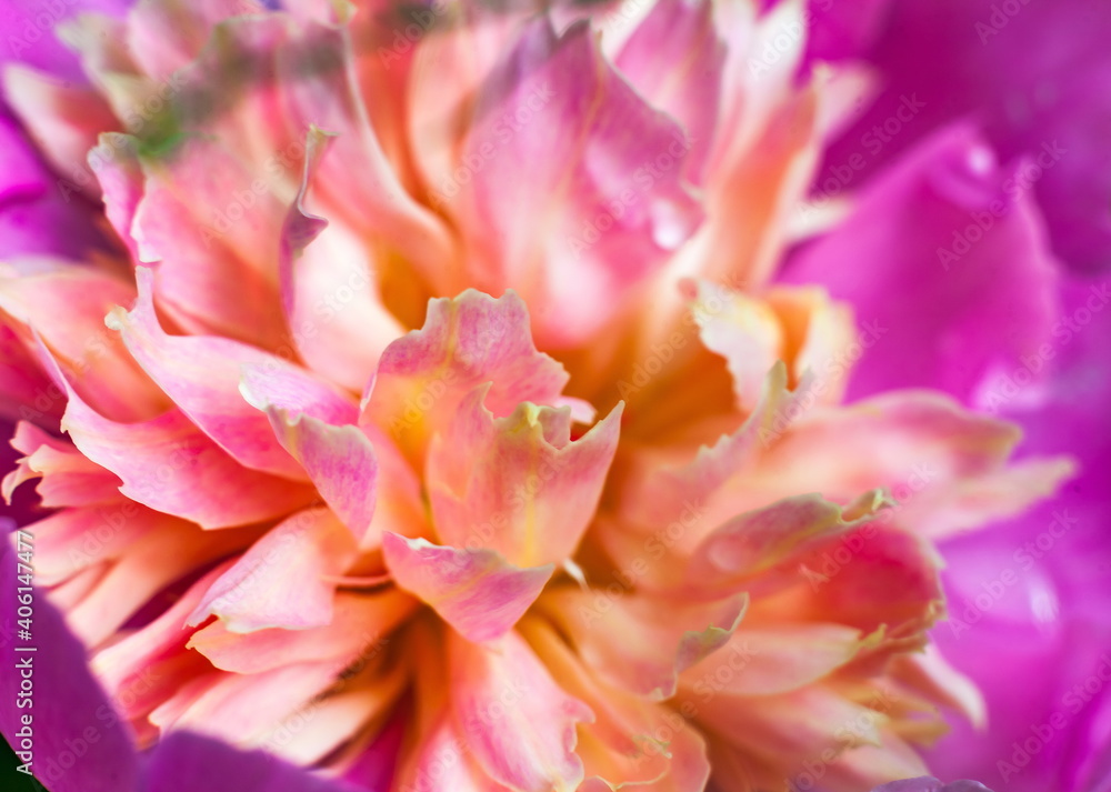 Pink flower petals peony closeup