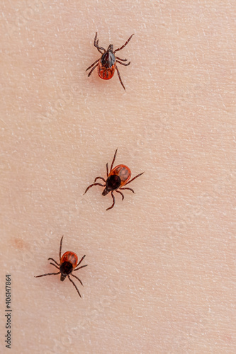 Group of parasitic mites crawl over human skin. Infectious blood sucking insects are dangerous to humans. Small brown beetles on light background