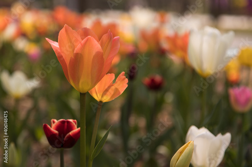 Fototapeta Naklejka Na Ścianę i Meble -  tulip