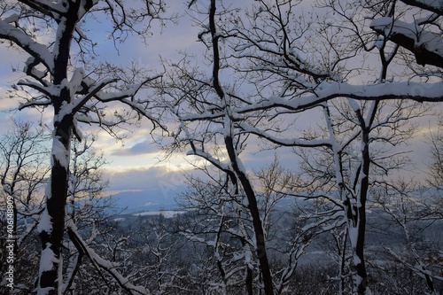 trees in the winter