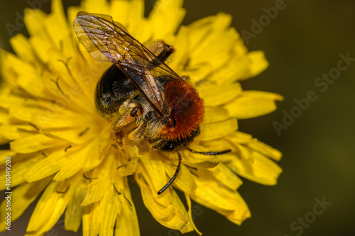 Close-up of top view of bee Andrena haemorrhoa sucking nectar on a yellow flower.