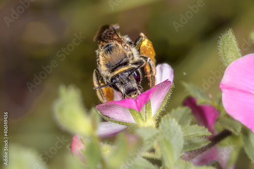 Foreground of the bee Andrena haemorrhoa sucking nectar on a pink flower. photo