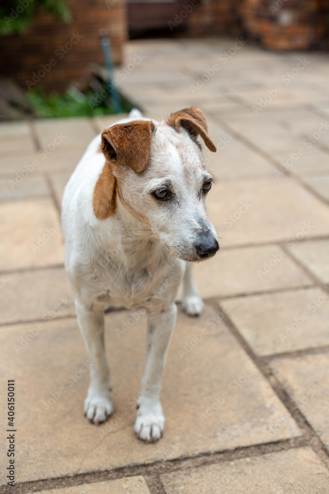 Old aged jack russell terrier shot up closely