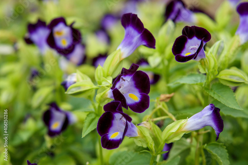 紫の小さな花（トレニア）
