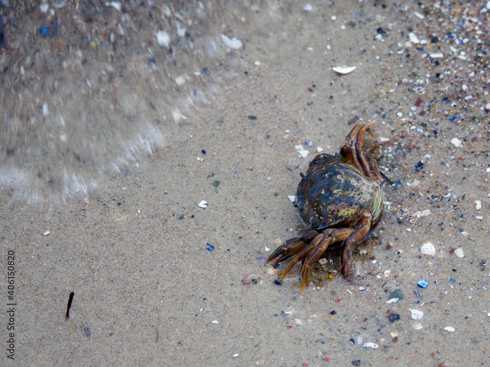 on the beach of the Baltic Sea crawls a small crab on the beach of the Baltic Sea crawls a small crab