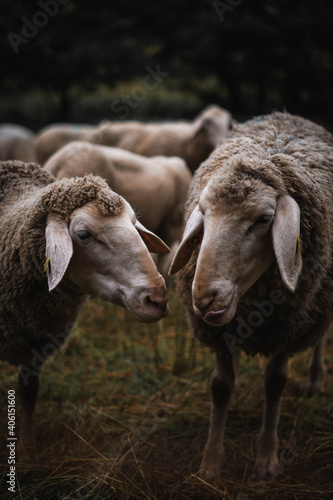 Closeup of sheep friends