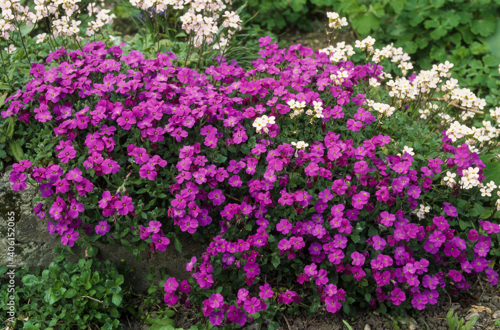 Aubriette, aubrieta deltoidea Aubriette, aubrieta deltoidea
