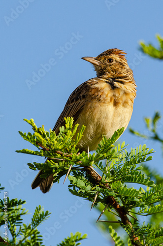 Alouette à nuque rousse,.Mirafra africana, Rufous naped Lark photo