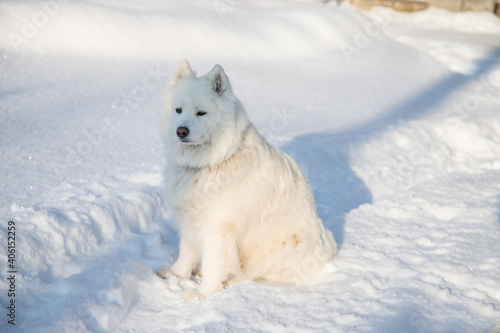 A Samoyed dog sits on white snow on a winter day. Copy Space