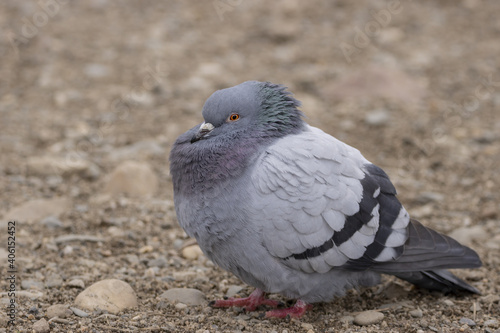 View of a sitting pigeon on a stone beach. Homing pigeon, racing pigeon or domestic messenger pigeon Latin columba livia domestica closeup.
