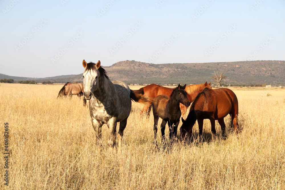 Landscape photo of horses in a winter field in the Northwest of South Africa. Landscape photo of horses in a winter field in the Northwest of South Africa.