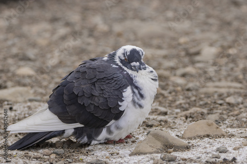 Spotted rock dove, rock pigeon or common pigeon. Portrait of a pigeon sitting on a stony beach staring at the camera.