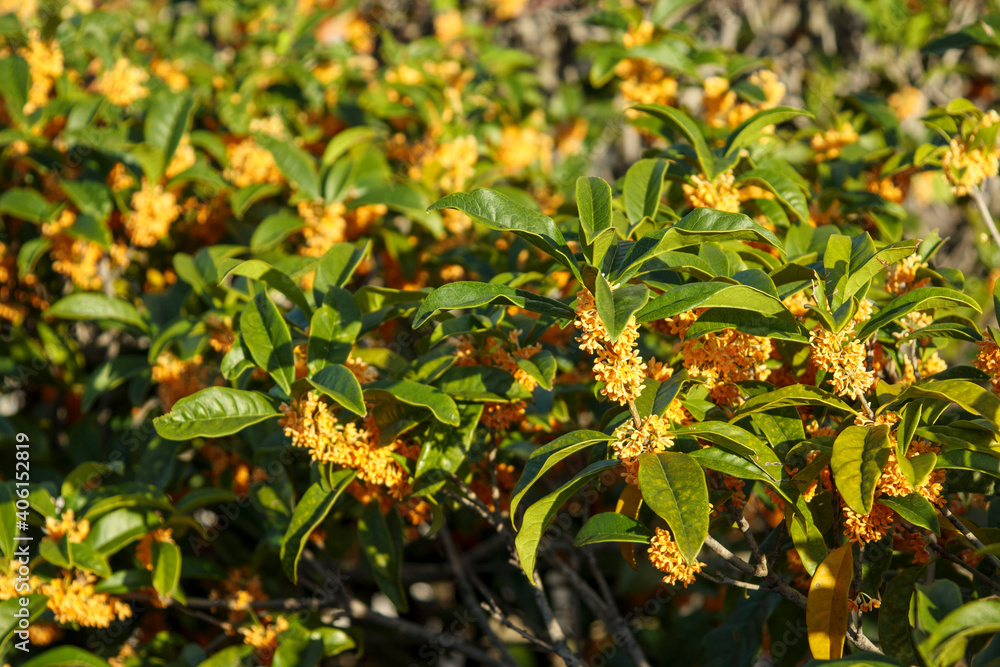 Obraz premium 金木犀の花(オレンジの小さな花)