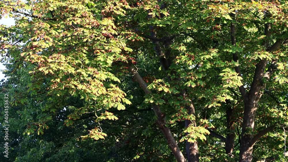 Chestnut tree in autumn
Chestnut tree in autumn