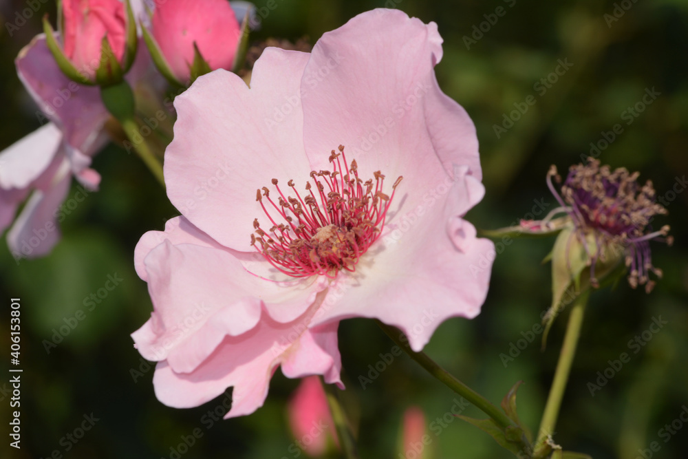 ベビーピンクのバラ　上品な色の一重のバラ