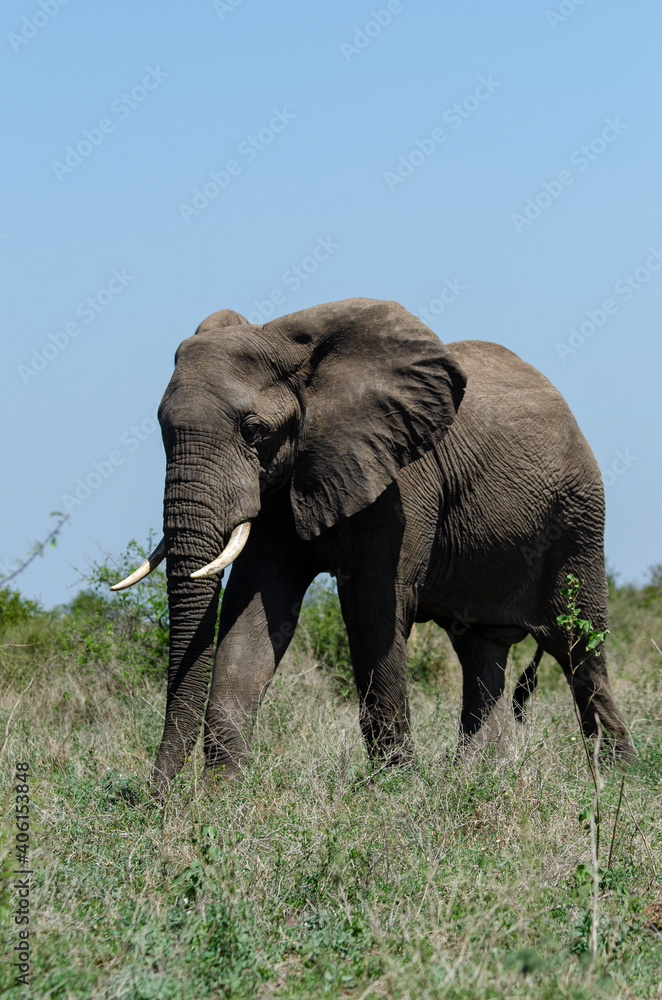 Fototapeta premium Éléphant d'Afrique, Loxodonta africana, Parc national Kruger, Afrique du Sud