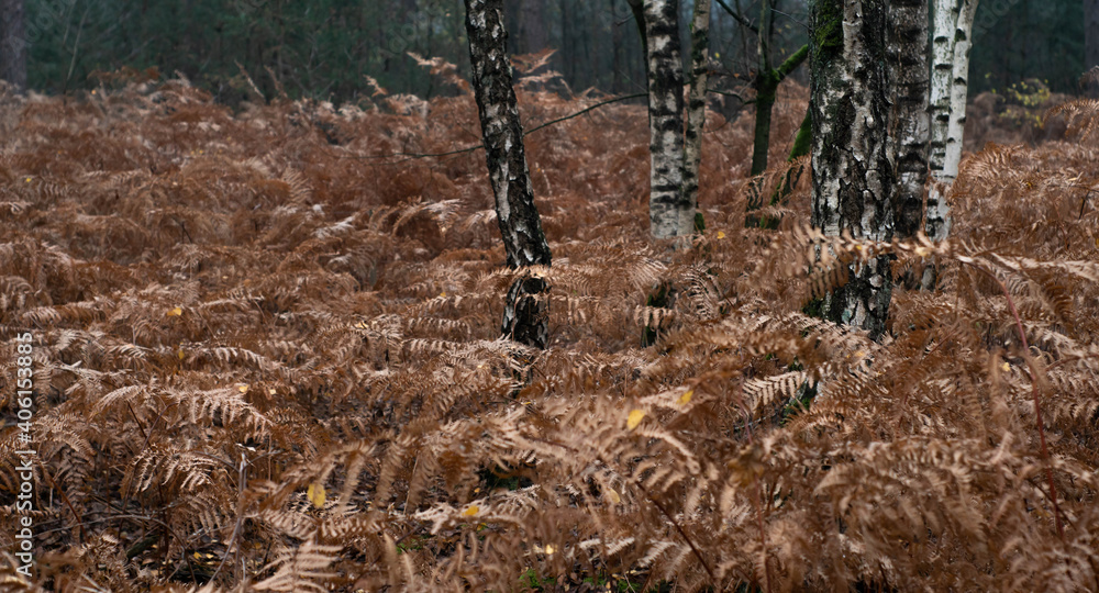 Dark, moody and blurred natual scene of european forest - birches among dried fern plants.