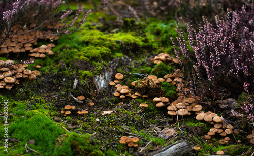 Obraz na płótnie group of tiny wild mushrooms among heath, heather flowers and green juicy moss. Magic background of an enchanted forest scene. w salonie