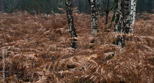 Obraz na płótnie Dark, moody and blurred natual scene of european forest - birches among dried fern plants. w salonie