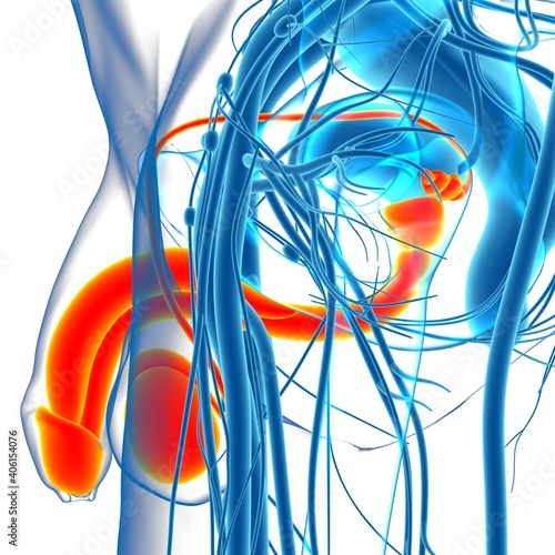 Male Reproductive System Anatomy For Medical Concept 3D photo