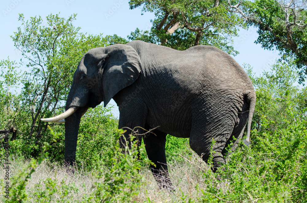 Fototapeta premium Éléphant d'Afrique, Loxodonta africana, Parc national Kruger, Afrique du Sud