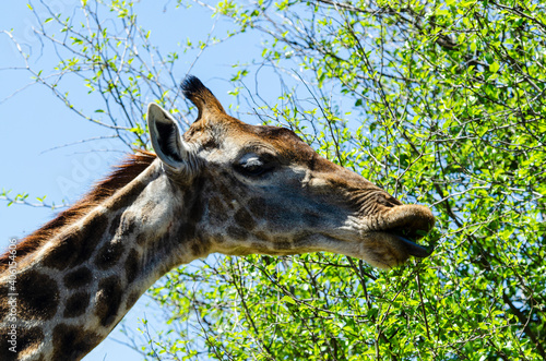 Girafe  Giraffa Camelopardalis  Parc national Kruger  Afrique du Sud