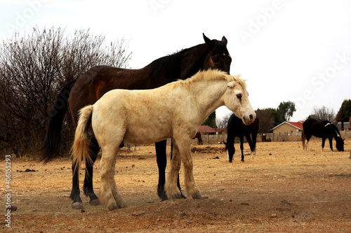 Fototapeta Naklejka Na Ścianę i Meble -  Landscape photo of a dark horse and his unusual, white, dirty, demon faced mule friend.  Plot in the Northwest of South Africa. 